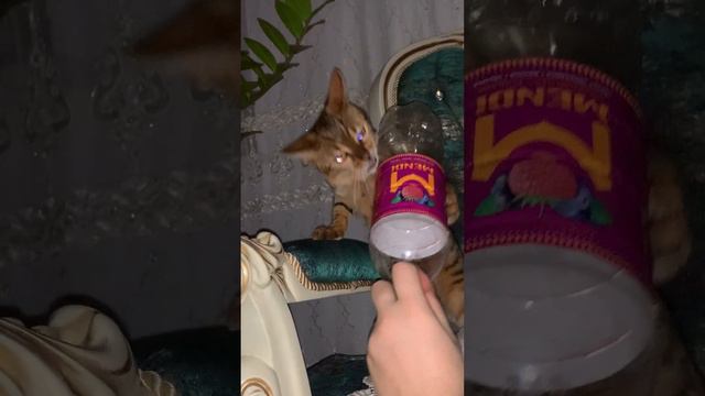 БЕНГАЛЬСКАЯ КОШКА НАПАЛА НА ХОЗЯИНА 🙀🙀🙀😄 смотреть онлайн