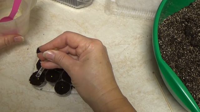 Посев ПОРТУЛАКА  для начинающих. Все тонкости и нюансы.
