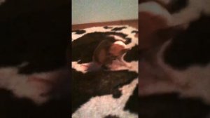 Мышка чихуахуа бег по кругу