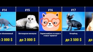 Какие кошки самые дорогие во всем мире?