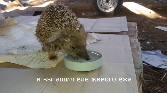 Спасение от смерти ежа смотреть онлайн