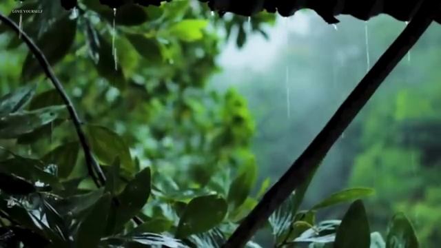 99% мгновенно засыпают - Шум дождя в тропическом лесу - Звуки дождя без грома для сна #4