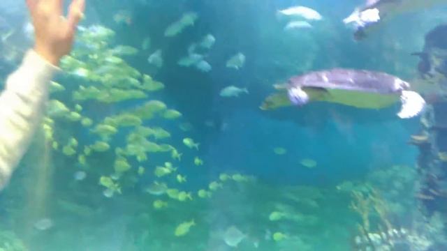 Океанариум Вегас Москва(3) смотреть онлайн