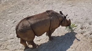 Учим Животных на английском Цыплята Корова Динозавр Свинья Тигр Развивающие мультики для детей