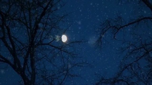 Футаж Ночь, луна, вой волка Сьёмка Ал. Ковалюк смотреть онлайн