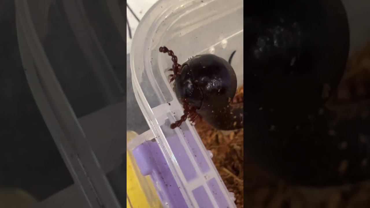 #москва #zoolife #экзотика #zooanimals #shortvideo #zoo #зверьёмоё #reptile #выставка #кивсяк