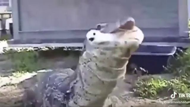 Самое милое видео рождения цыплёнка ??? смотреть онлайн