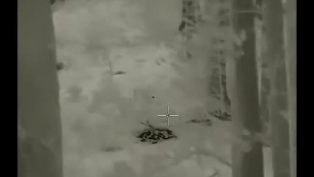 InfiRay Geni GL35R - hog hunting?? смотреть онлайн