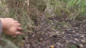 НОВЫЙ ГРИБНОЙ ЛЕС. УДАЧНАЯ ТИХАЯ ОХОТА