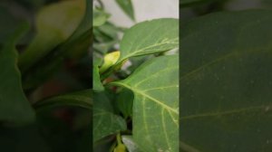 ПЕРЕЦ СЛАДКИЙ СИРЕНЕВЫЙ БЛЕСК (LILAC SHINE)