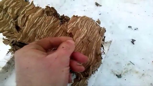 Какое гнездо у шершней.