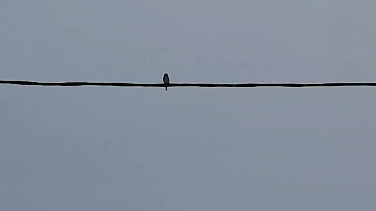 Ловля реполовов на западню. 24.03.2023 год. смотреть онлайн