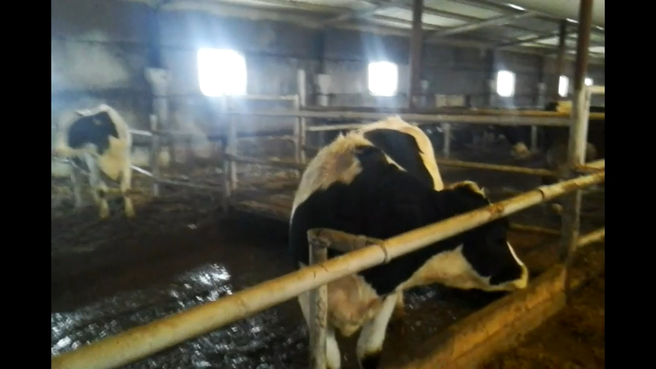 700 ПЛЕМЕННЫХ НЕТЕЛЕЙ НА ПРОДАЖУ. Продажа КРС племенных нетелей по Россий +79063333941 смотреть онлайн