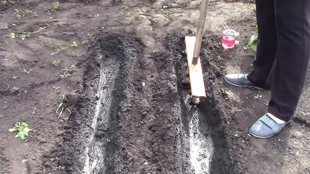 посев редьки