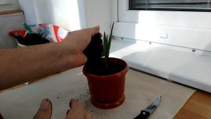 ДРАЦЕНА ДРАКО (посадить из семян )