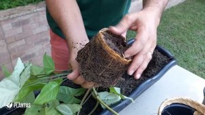 Singônio - Planta fácil de cuidar, sabia tudo sobre ela