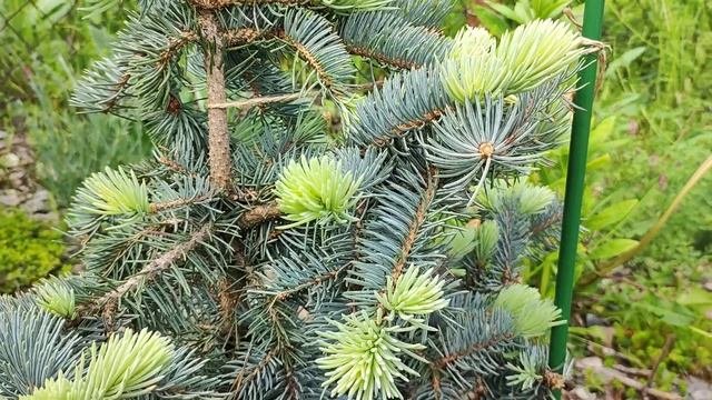 Хупси или не Хупси? Обзор ели.