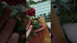 фуксия DDFGG красавица