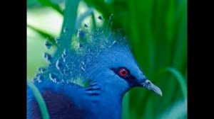 Птица удачи.