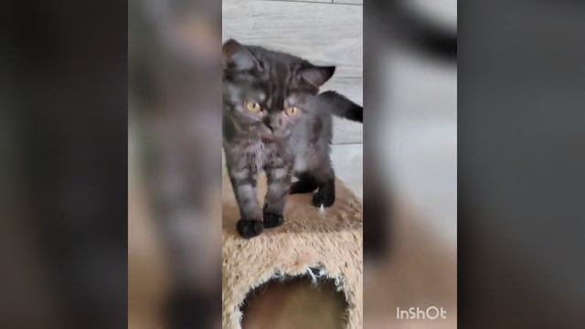 #британскиекотята #кошкиндом #питомниккошек