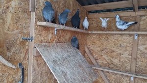 Типплеры на продажу WhatsApp+79774453373