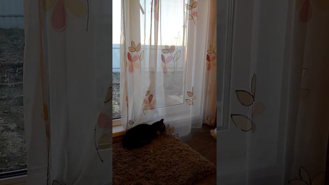 11 декабря 2020 г.Бездомные животные,месяц как у нас появилась Люська смотреть онлайн