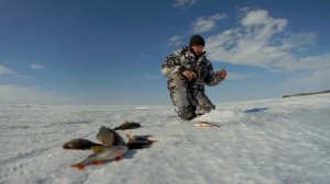 Рыбалка. Бокоплав косит окуня