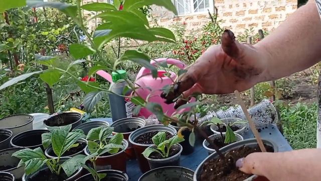 результат укоренения метельчатой и крупно листовой гортензии 💯 смотреть онлайн