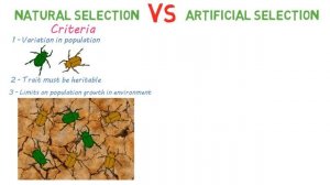 Natural Selection vs Artificial Selection | Mechanisms of Evolution