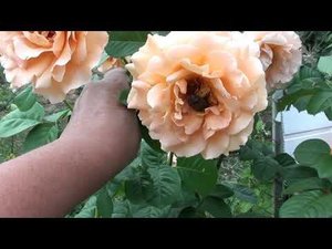 Жуки съедают розы ! Нашла средство,которое им не нравится !