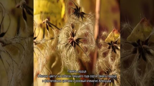 Все о клематисах-лианах — описание видов растения смотреть онлайн