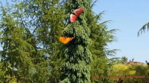 Ель канадская Пендула (picea pendula) ? канадская ель Пендула обзор: как сажать, саженцы ели Пендул