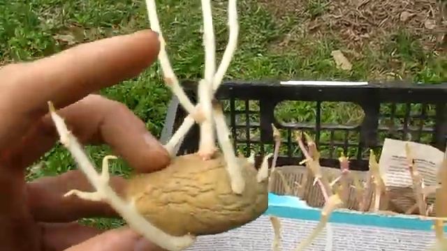 #144 (2018-05-01) огород-2018. Картофель. Наросты на побегах и чёрные ростки смотреть онлайн