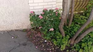 Розы на входной группе. Мой вход в дом - самый красивый на нашей улице!