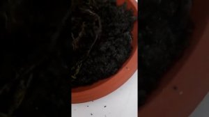 Кротон(итог)