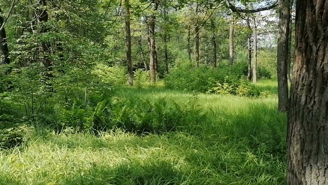 Папоротники в лесу Подмосковья в июне 2023. смотреть онлайн