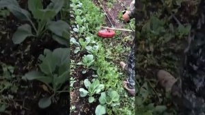 Триммер.прополка капусты.атрия