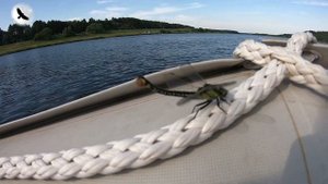 Обновлённый Tohatsu MFS 6 DS + Солар 380. Обката, замер скорости....