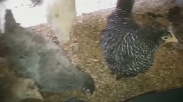 Подсаживаем кур- молодок в основную стаю / Расширяем рацион курочкам в холодное время года.