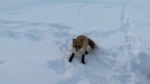 Самые смешные видео  про животных Случай на зимней рыбалке