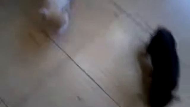 Минипиги майялино