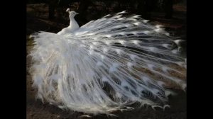 Белый павлин – удивительная птица