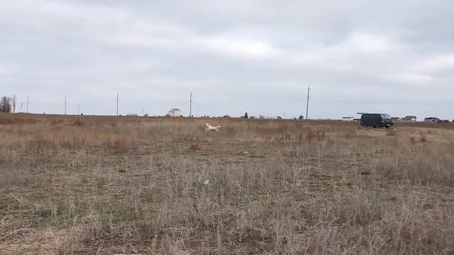 Натаска-золотистый ретривер Самба, 1,9 л смотреть онлайн