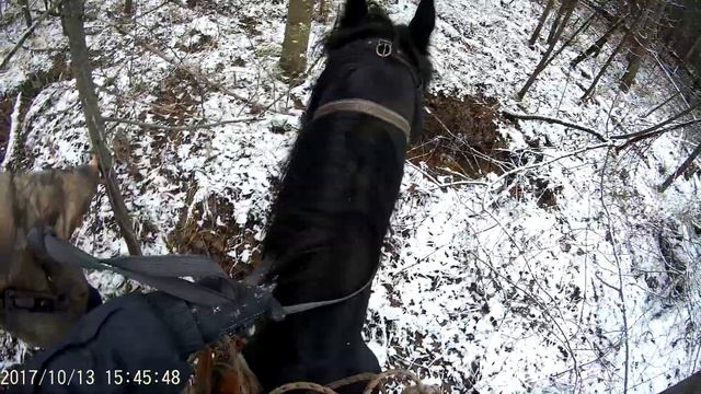 Жеребец боится идти через ручей смотреть онлайн