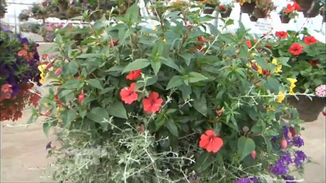 French Pairie Hanging Baskets