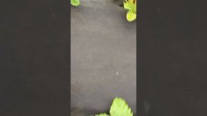 Сорт клубники Гигант Джорнея