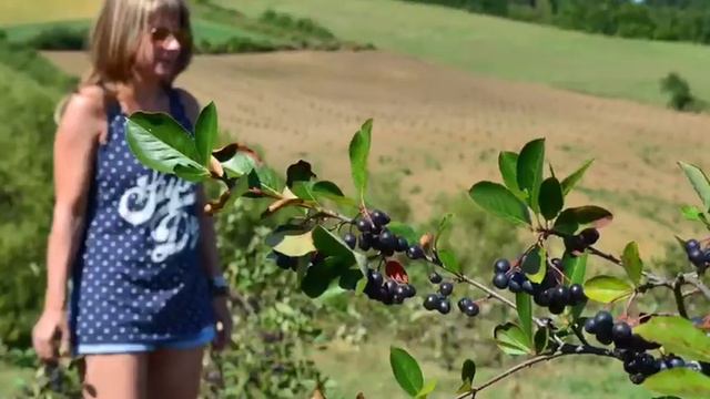 Loveberry aronia plantation video смотреть онлайн