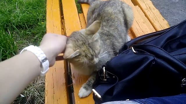 киска хочет ласки