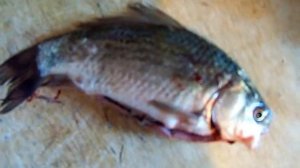 МУТАНТ ПИРАНЬЯ ПОЙМАНА НА реке НУРА