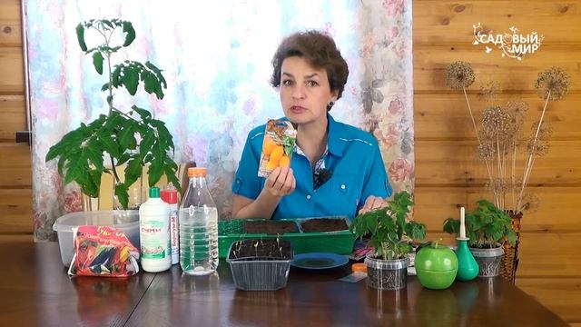 Посев томатов с талой водой. Томаты, которые не надо пасынковать смотреть онлайн